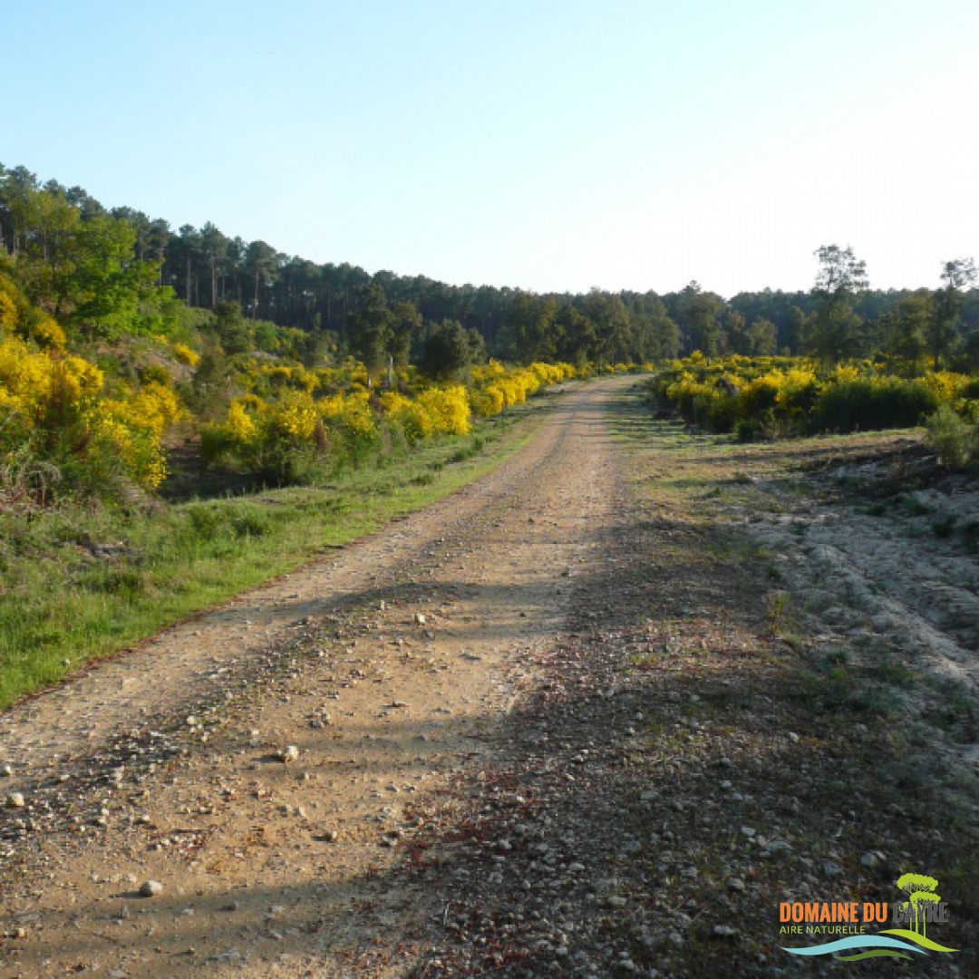 Chemin 