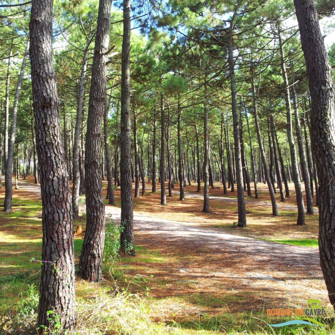 Chemin en forêt 